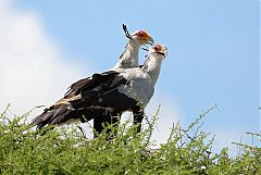 Secretarybird